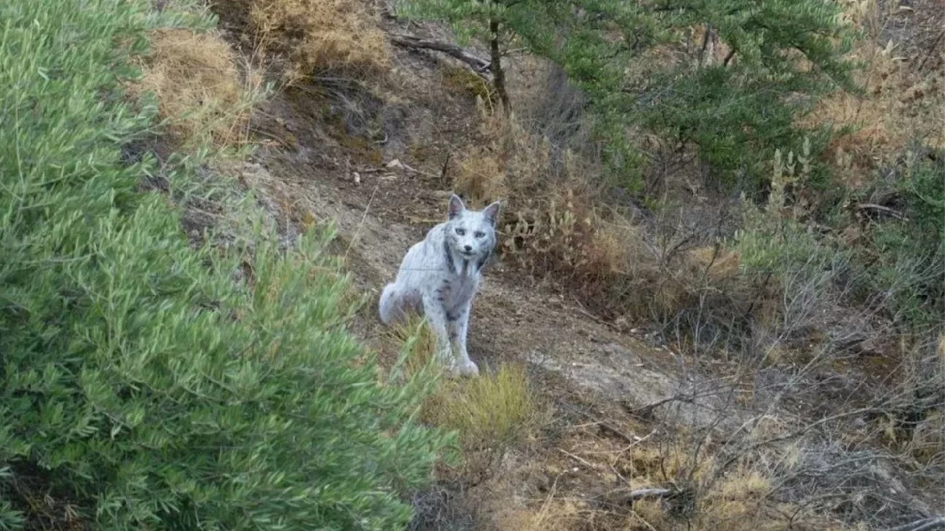 Белият призрак: Заснеха рядък иберийски рис в Испания (ВИДЕО)