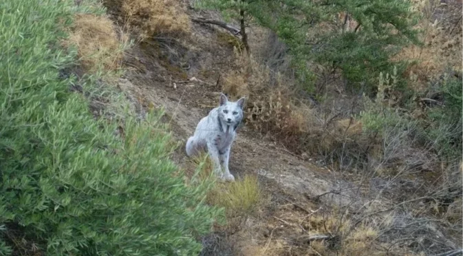 Белият призрак: Заснеха рядък иберийски рис в Испания (ВИДЕО)