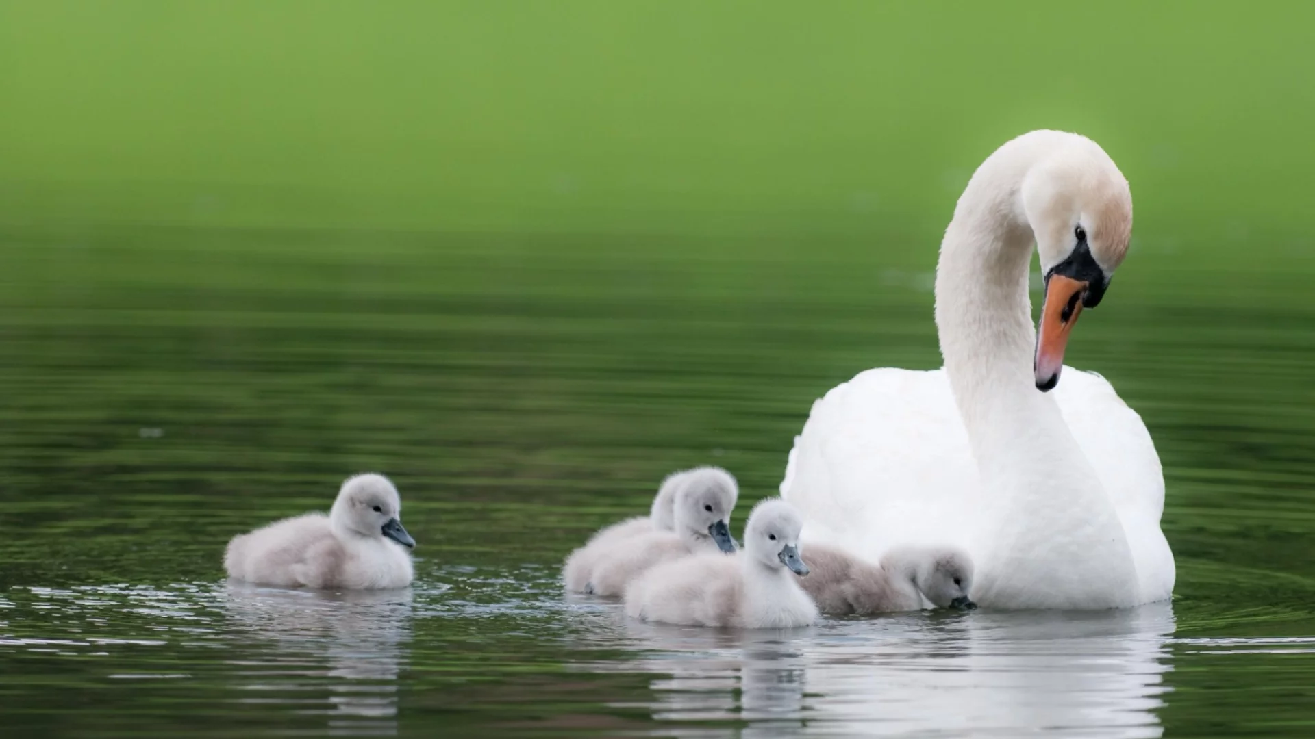 Птичи грип убива дивите лебеди на Балканите