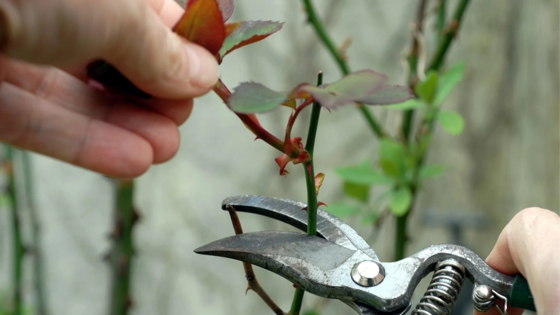 Защо ноември е най-доброто време за подрязване на дървета и храсти