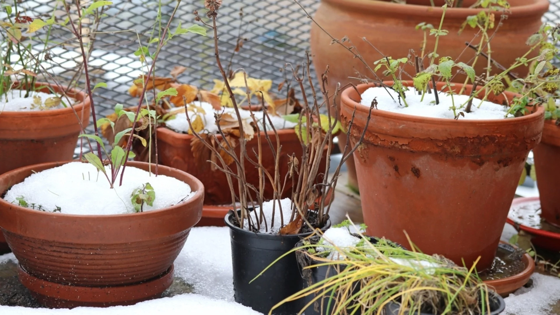 Най-добрият начин да подготвите саксии за открито през зимата