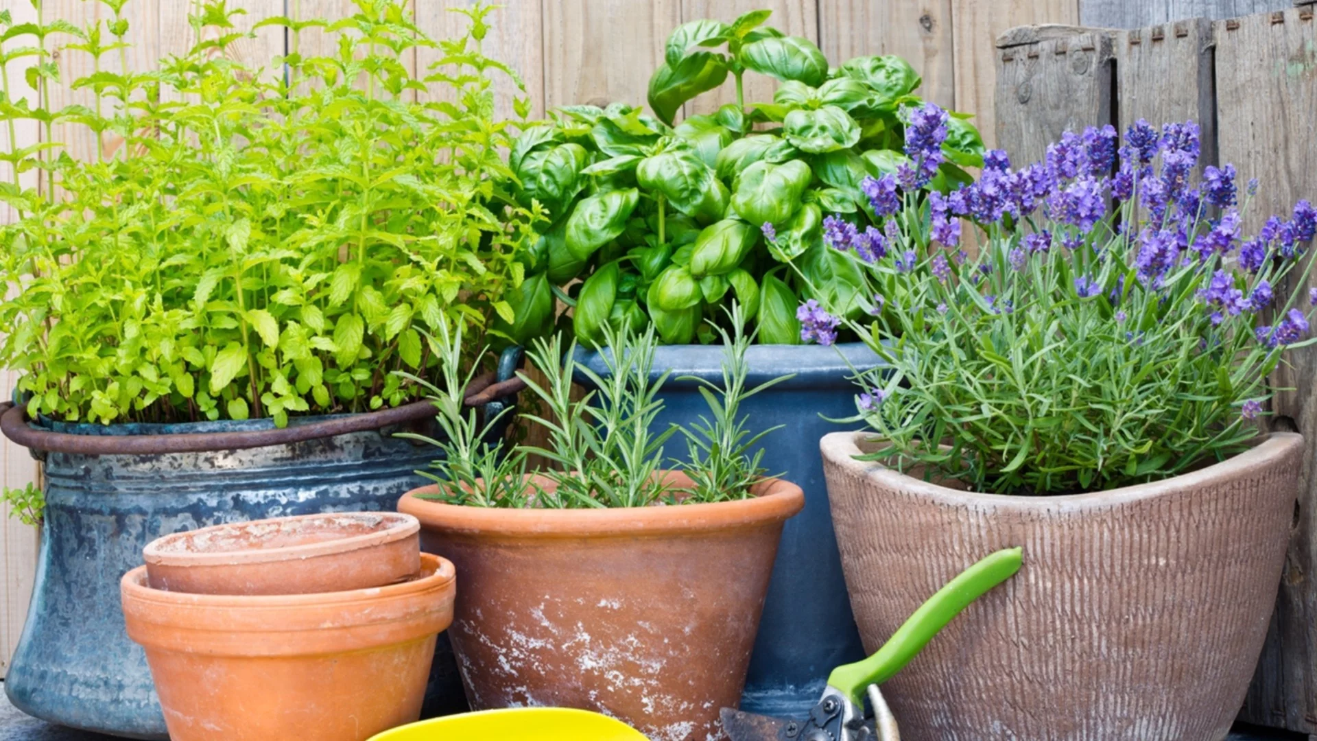 Кога и как да се извършва есенна резитба на лавандула, градински чай, розмарин на континента?