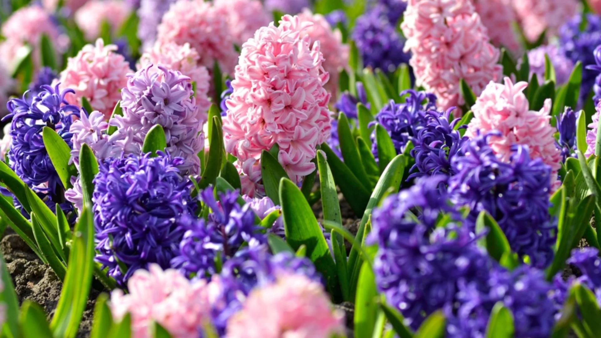 Растения, които започва "нов" живот през ноември