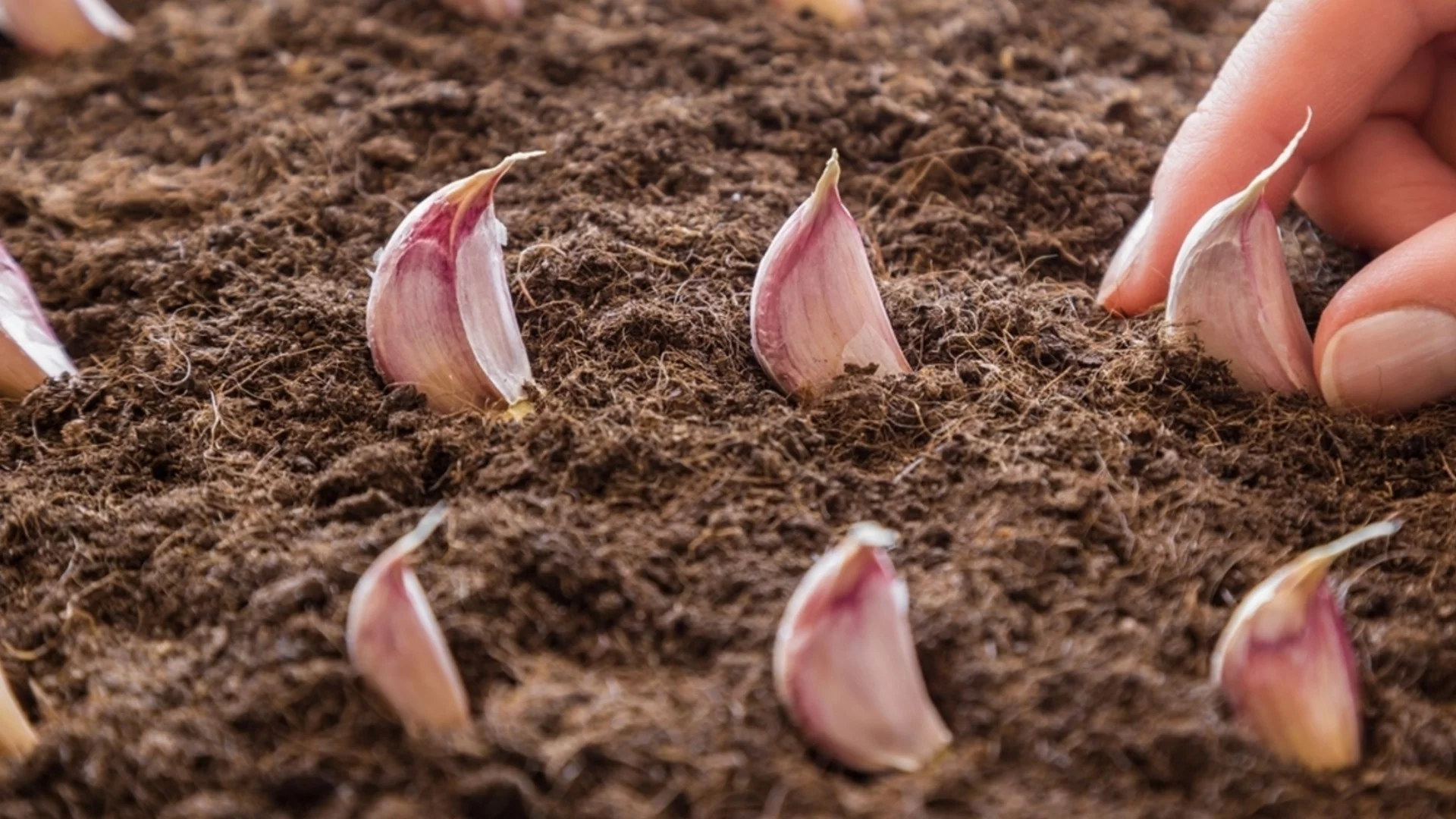 Как да засадите чесън купен от магазина