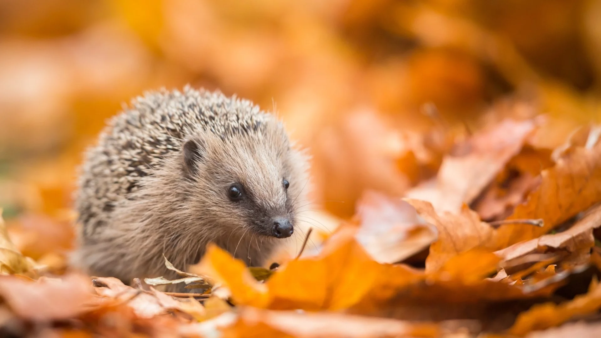 Прогноза за времето - 3 ноември 2025 г. (понеделник)
