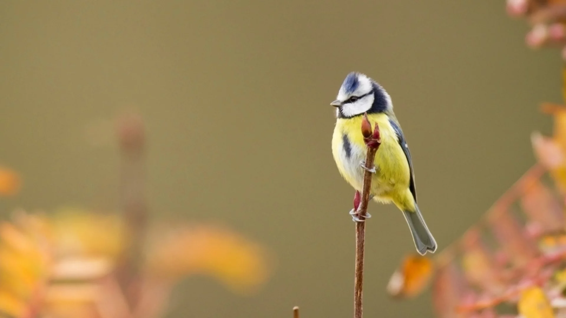 Седмична прогноза за времето от 3-9 ноември 2025 г. 