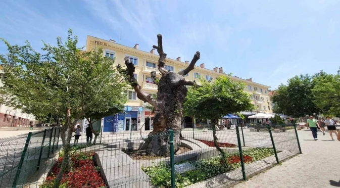 Жив е той! Държавата погреба хилядолетния бряст на Сливен, но хората го съживиха (СНИМКИ)