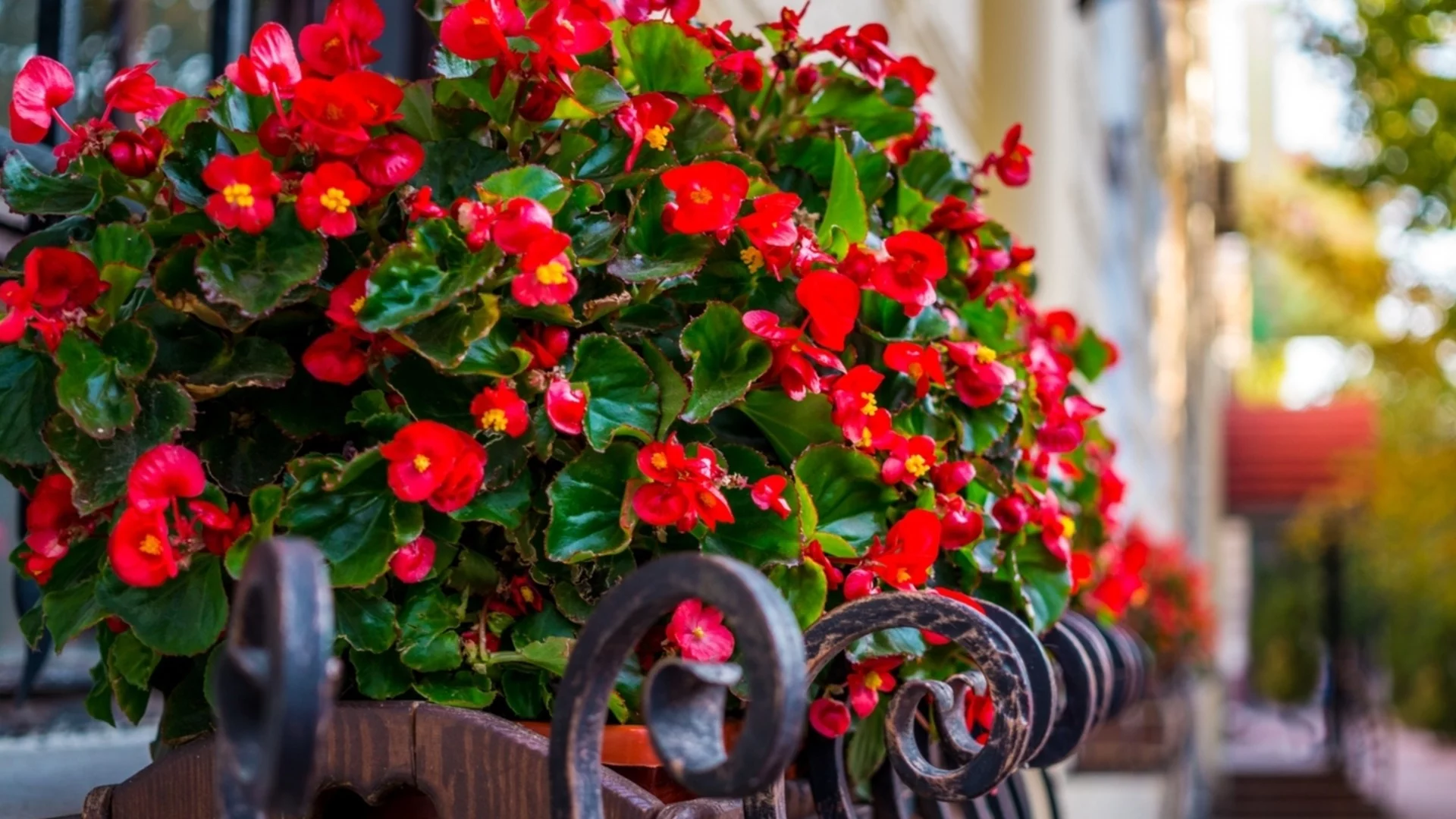 Как да предпазим цветята от студеното течение през зимата