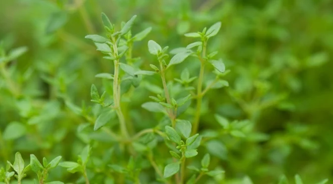 Лесната билка, която расте красиво на закрито с лавандула през цялата зима 