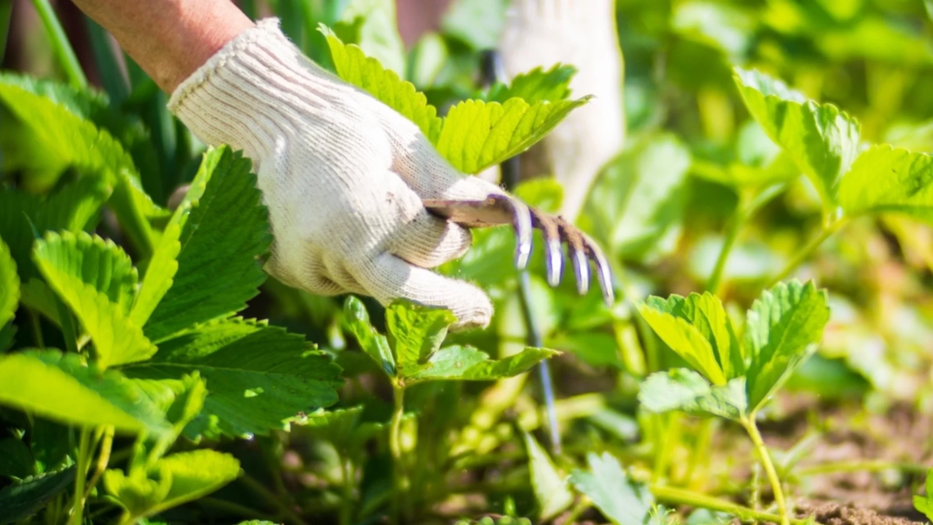 Грижа за ягодовите растения през есента