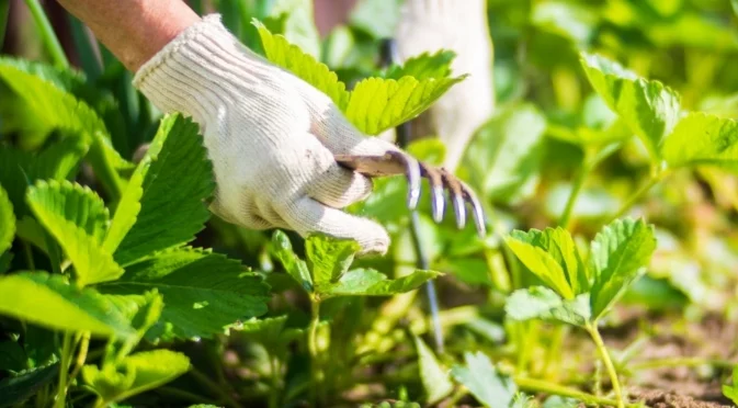 Грижа за ягодовите растения през есента