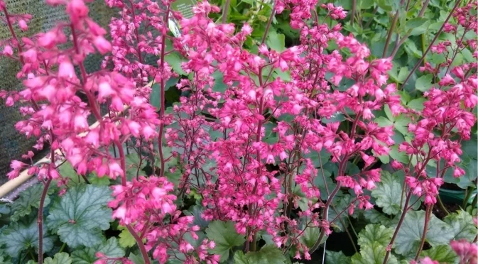 Засадете това многогодишно растение през ноември за приказна пролетна градина  