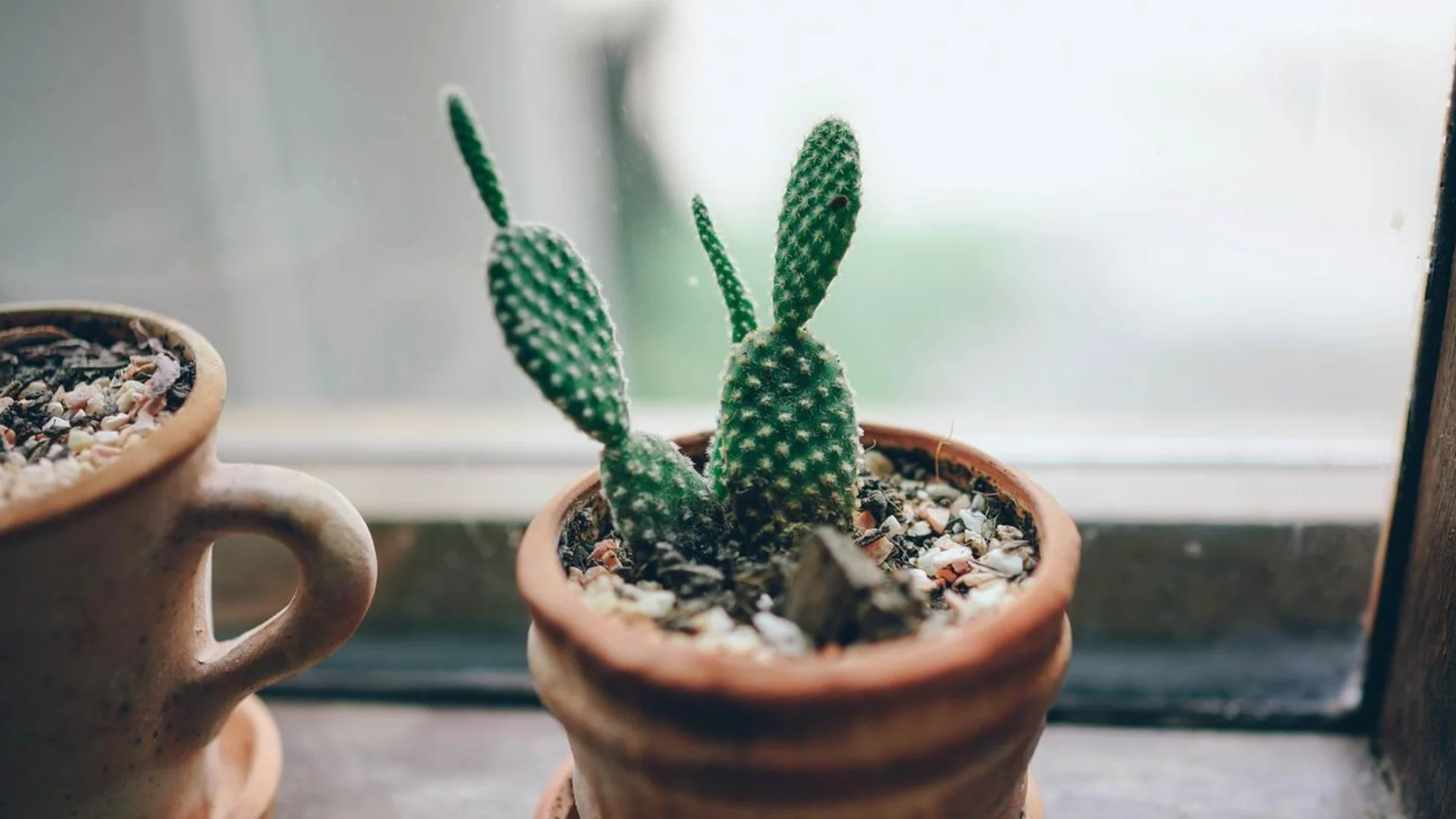 Защо кактусът омеква през зимата