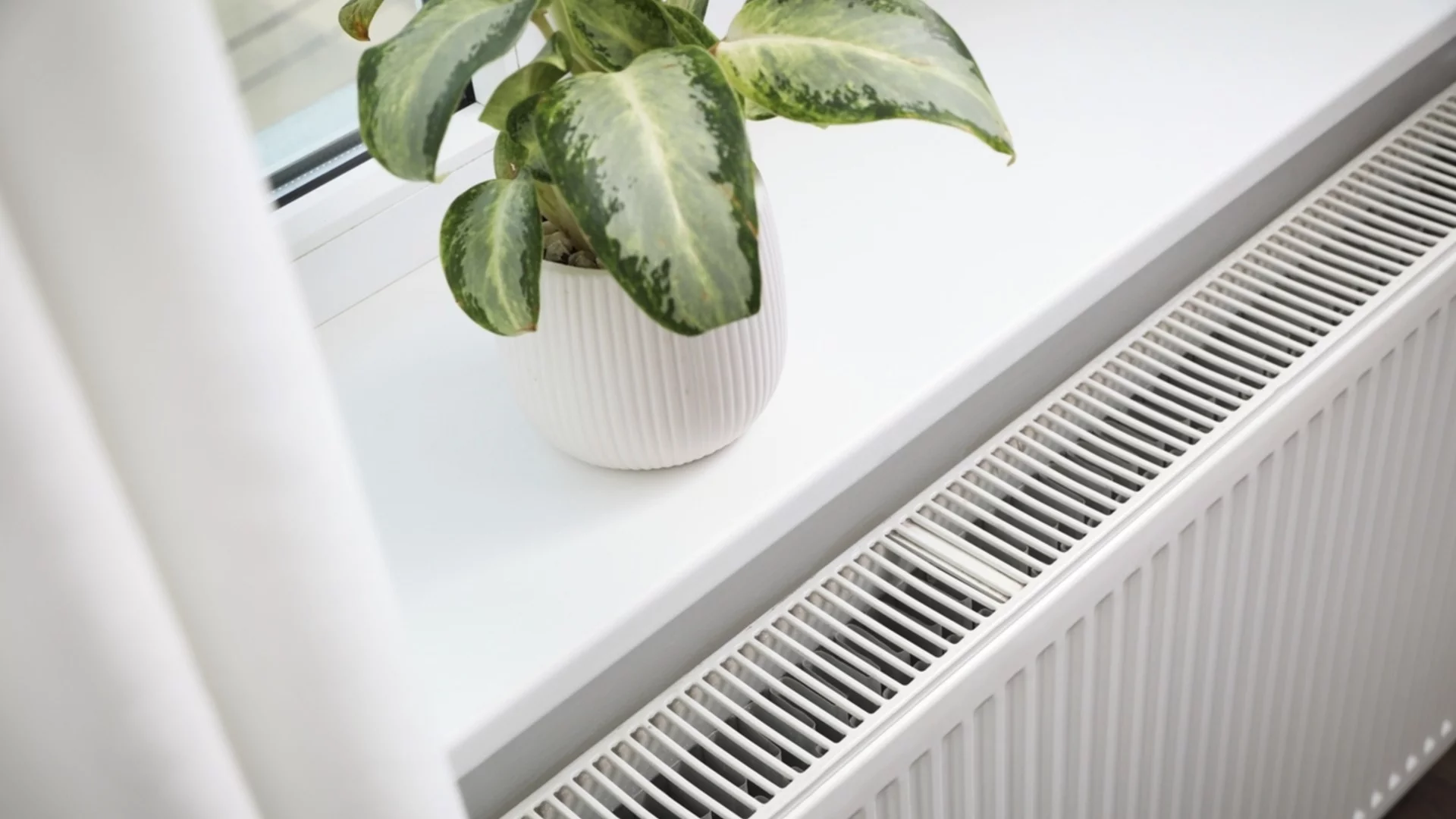 Фатална грешка, която НЕ трябва да допускате, когато премествате външни растения на закрито 