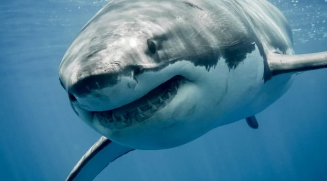 В океана има един хищник, който вселява ужас в големите бели акули