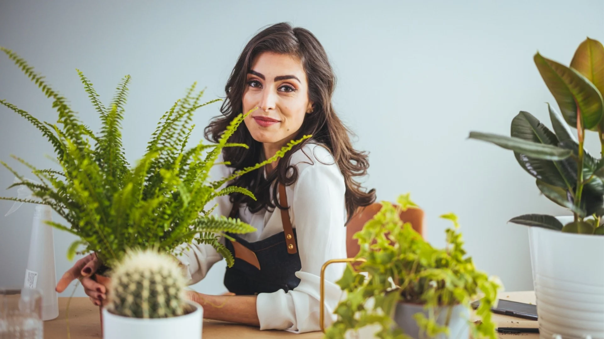 Колко често се пулверизират листата на стайните растения през зимата