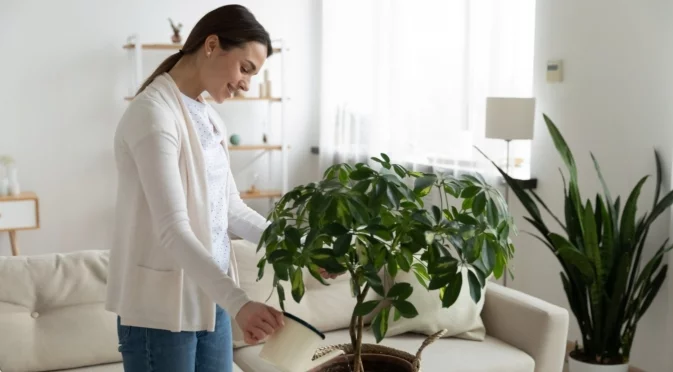 Как да разберем кога цветята имат нужда от вода през зимата