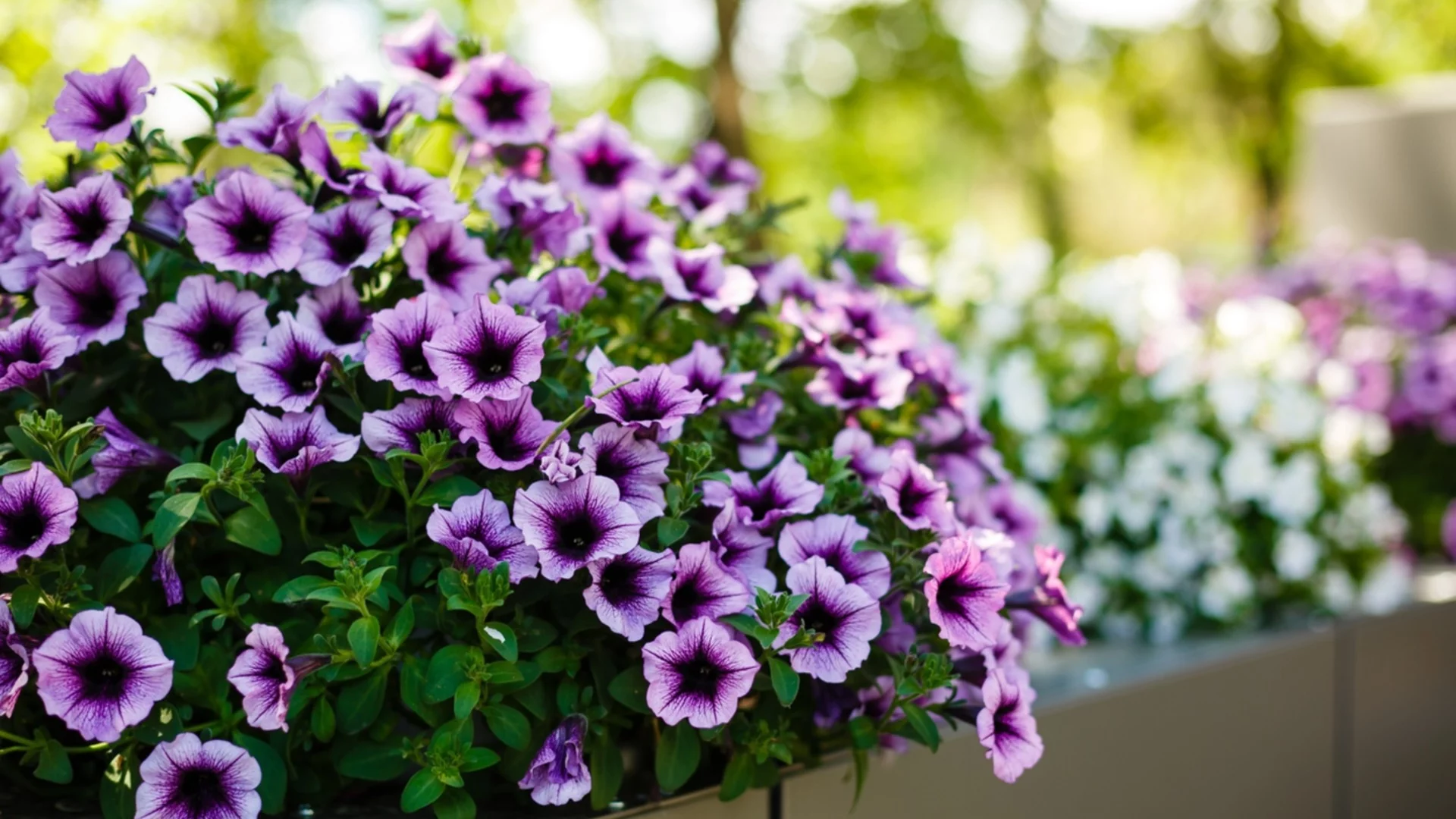 Най-лесните растения за отглеждане за начинаещи градинари