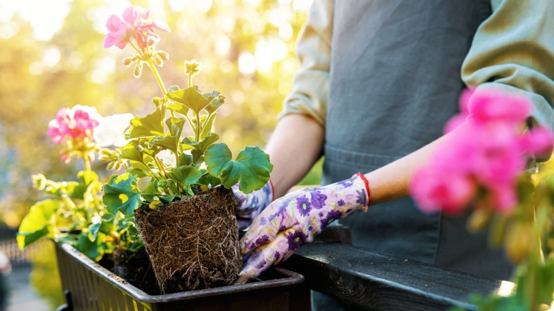 Как да не измръзне любимото мушкато през идващата зима