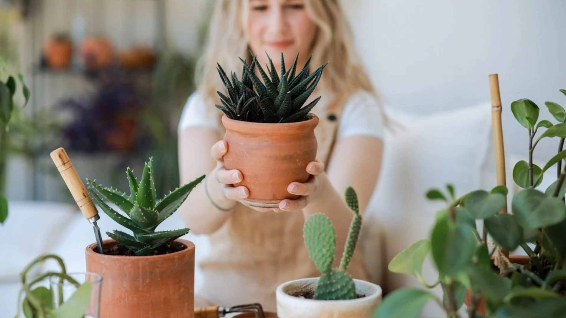 Как правилно да поливате стайните сукуленти през зимата