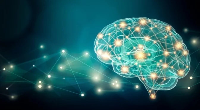 Научен пробив: Разгадаха как кръвоносните съдове в мозъка работят заедно