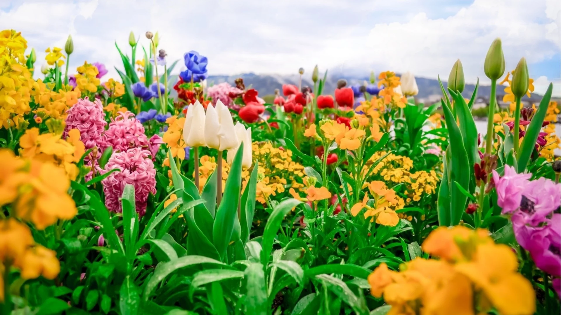 Засадете тези луковици сега за приказна пролетна градина
