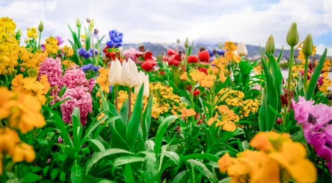 Засадете тези луковици сега за приказна пролетна градина