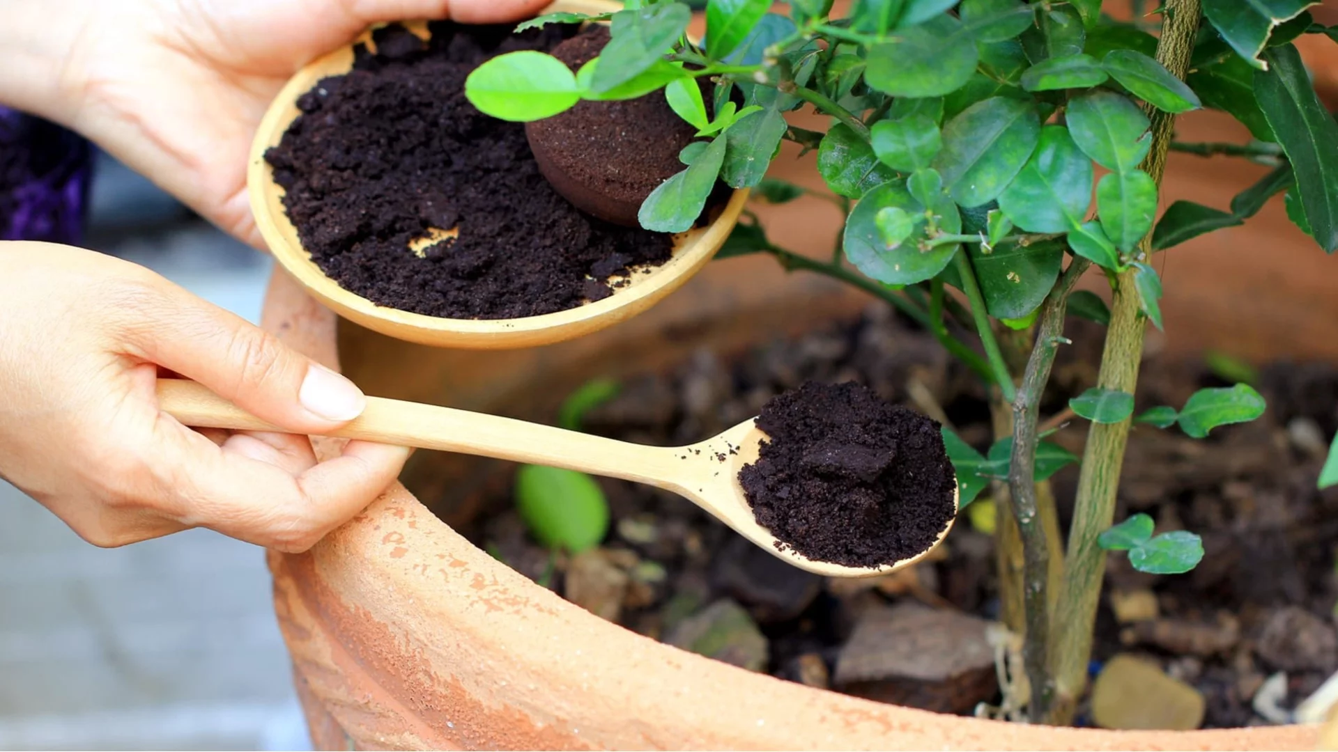 Да торим или да не торим стайните цветя през зимата - това е въпросът!