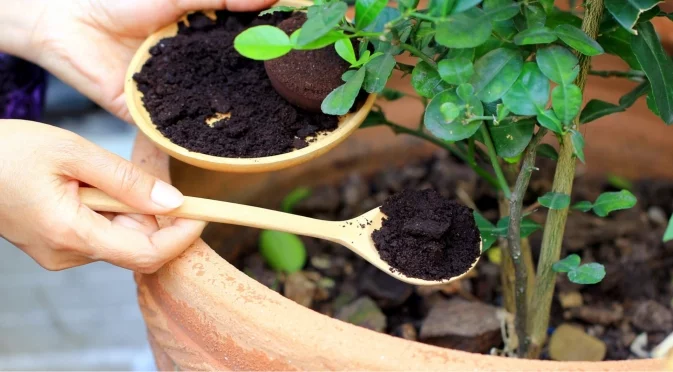 Да торим или да не торим стайните цветя през зимата - това е въпросът!