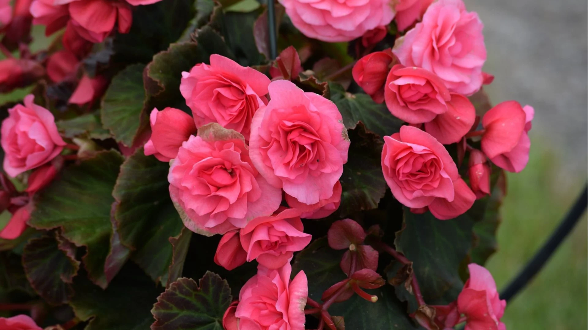 Как да подготвите бегониите за зимата