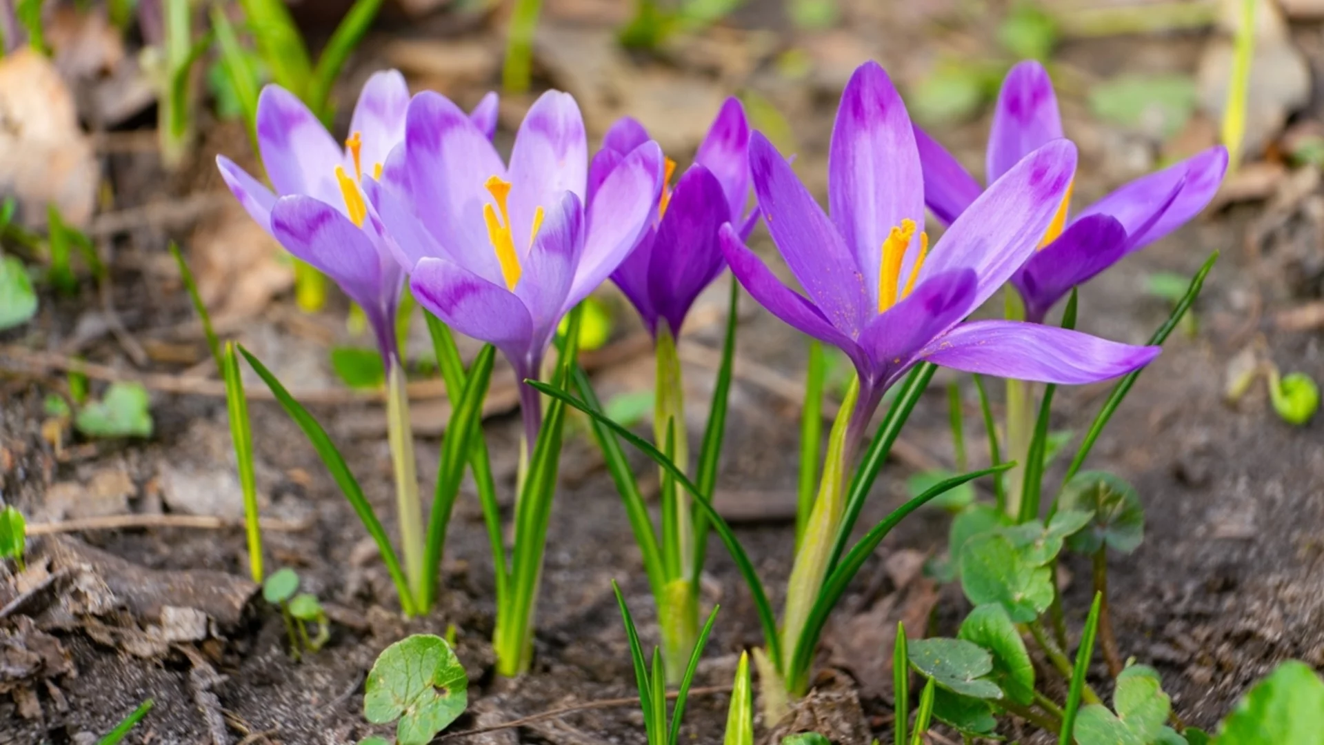 Зашеметяващо цвете, което расте през есента