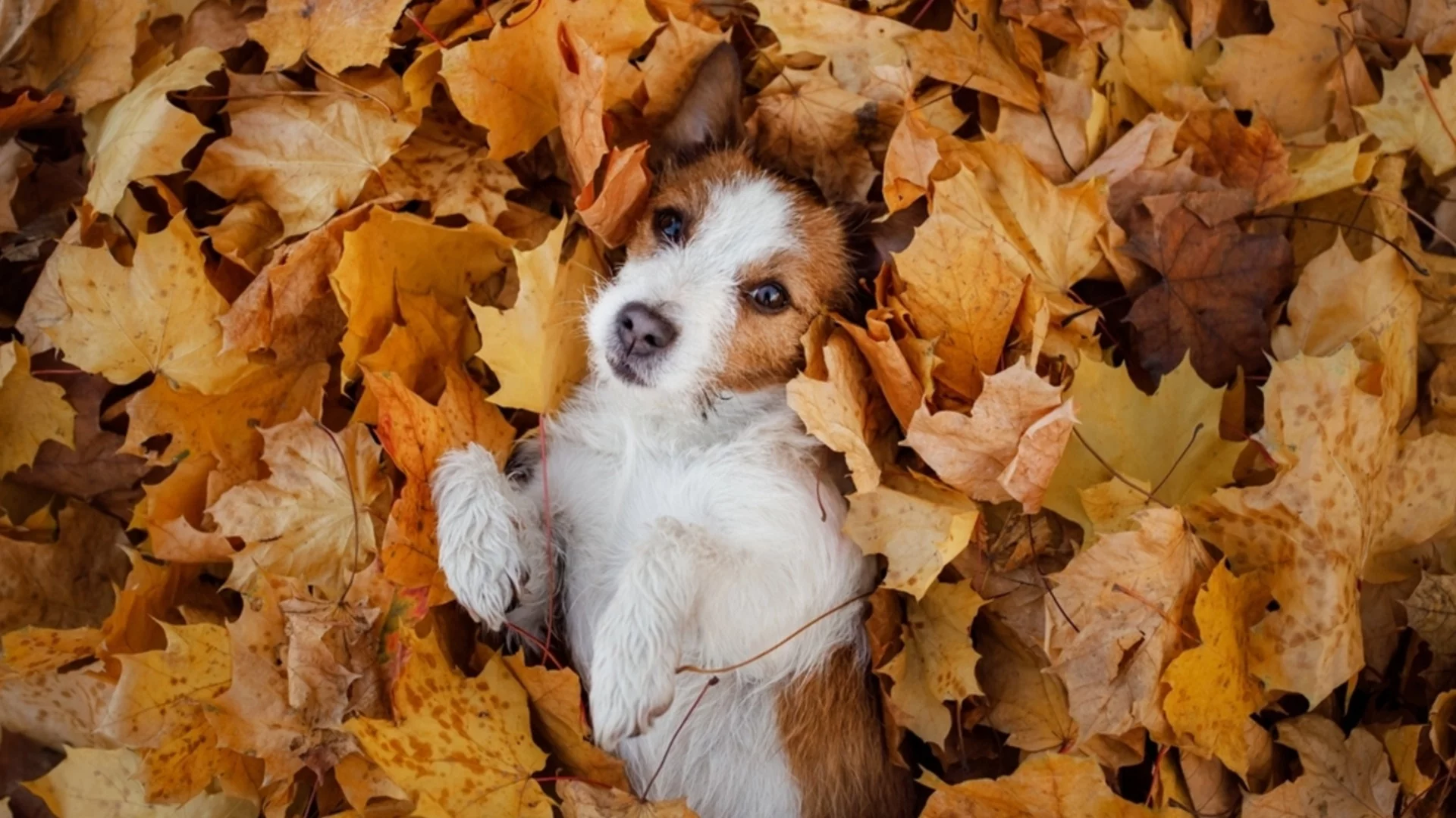 Само един град със слънце. Времето утре - 5 ноември 2025 г. 