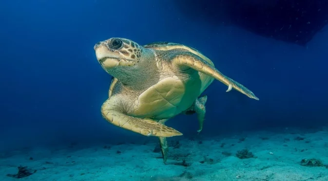 Нов шанс за живот в океана: Застрашена костенурка бе пусната на свобода след удар от лодка