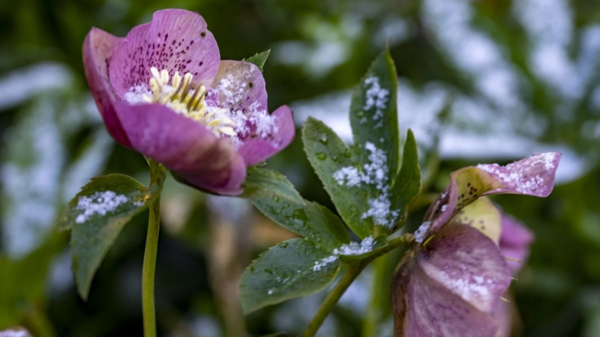 Не е твърде късно: Засадете това цвете през ноември за зашеметяващ зимен цвят 