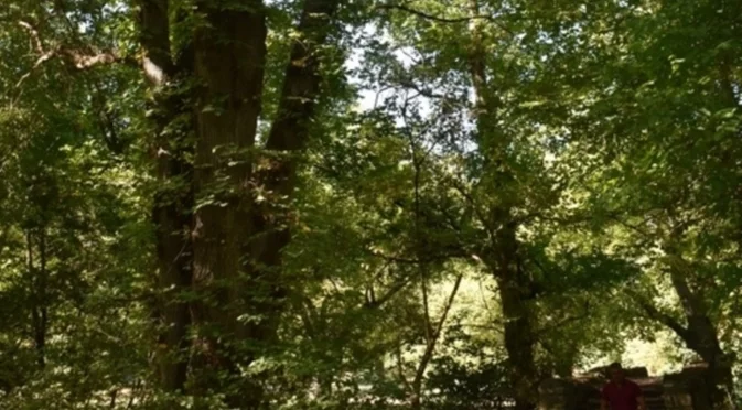 България има още две вековни дървета (СНИМКА)