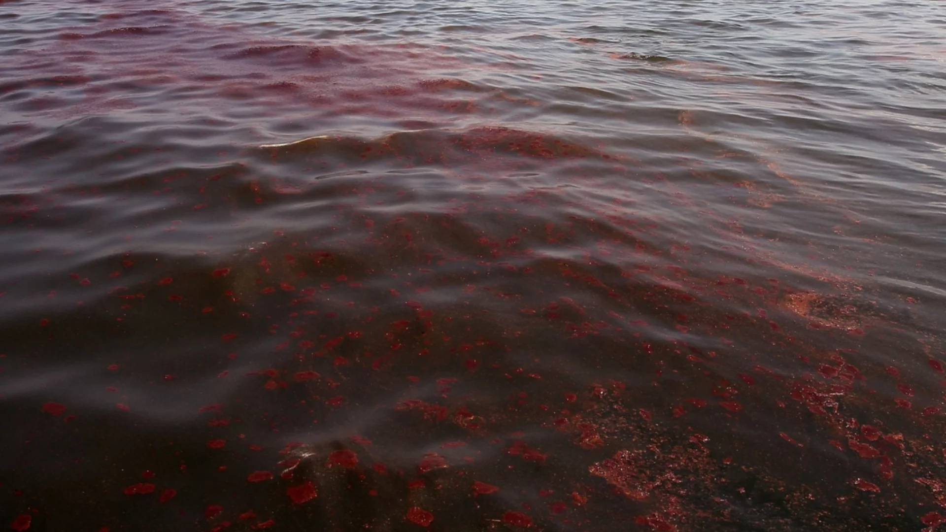 Нов петролен разлив в Черно море - след украинския удар по Туапсе