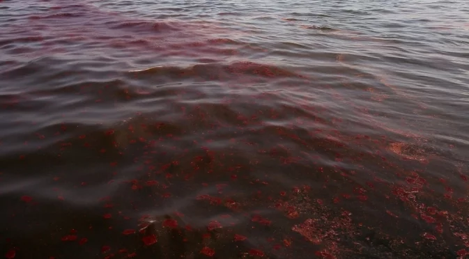 Нов петролен разлив в Черно море - след украинския удар по Туапсе