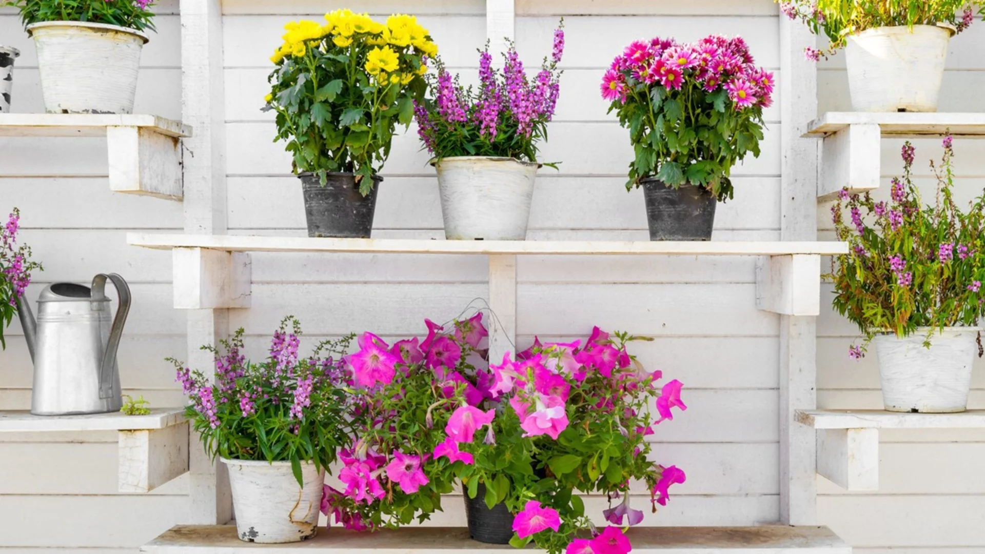 Как да разберем дали цветето има нужда от тор през зимата