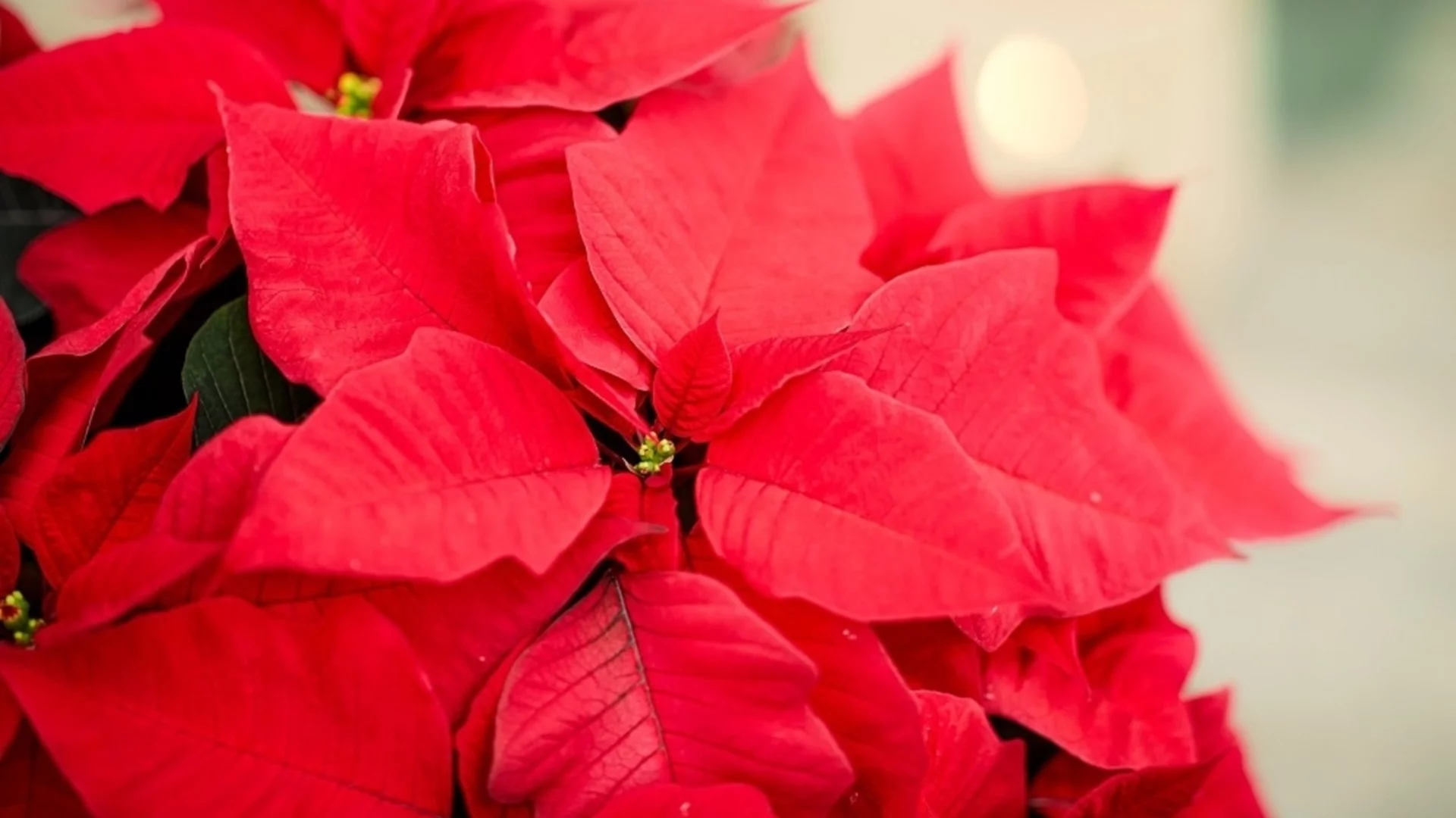 Най-доброто време да купите коледна звезда, за да издържи през празниците