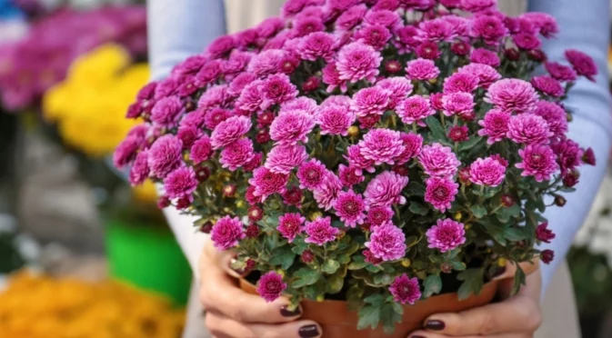 Могат ли хризантемите да преживеят слана? Ето как да ги предпазите от студа!