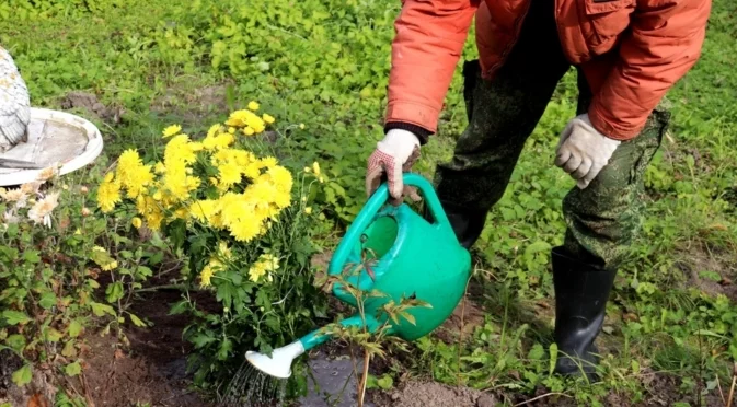 Кои цветя могат да зимуват навън и кои не?