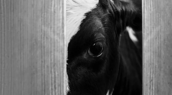 Утре Овен, Везни + още 2 зодии ще търсят под вола теле