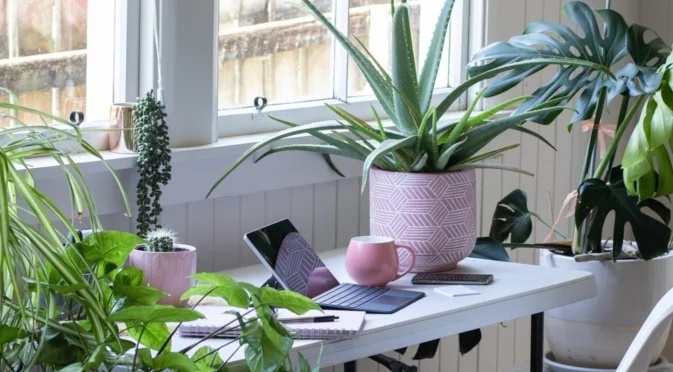 Цветята, които привличат самота: Не ги дръжте у дома