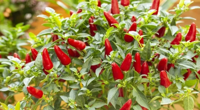 Как да отглеждате люти чушки на закрито