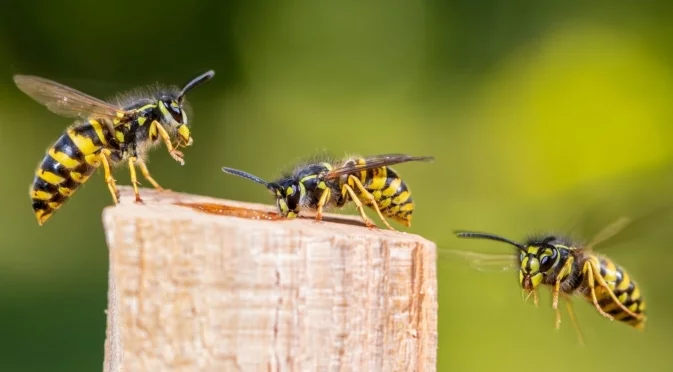 Как да предотвратите зимуването на оси близо до дома ви 