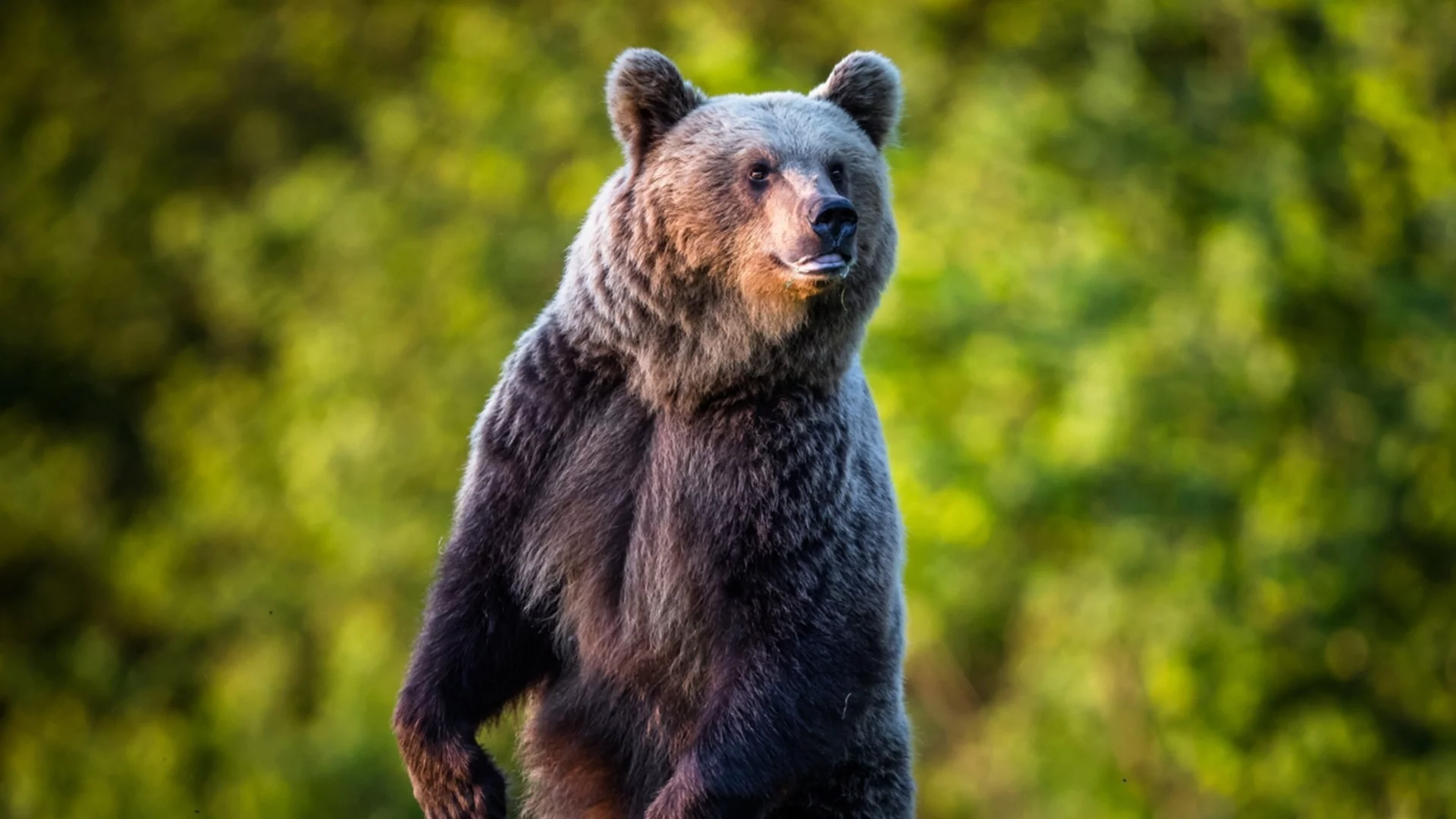 Япония праща армията срещу мечки (ВИДЕА)