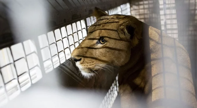 Пренебрегвани десетки животни в затворен зоопарк най-накрая бяха спасени (ВИДЕО)