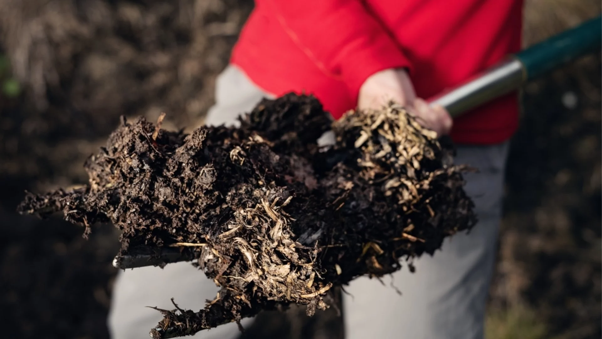 Как правилно да използвате оборски тор в градината