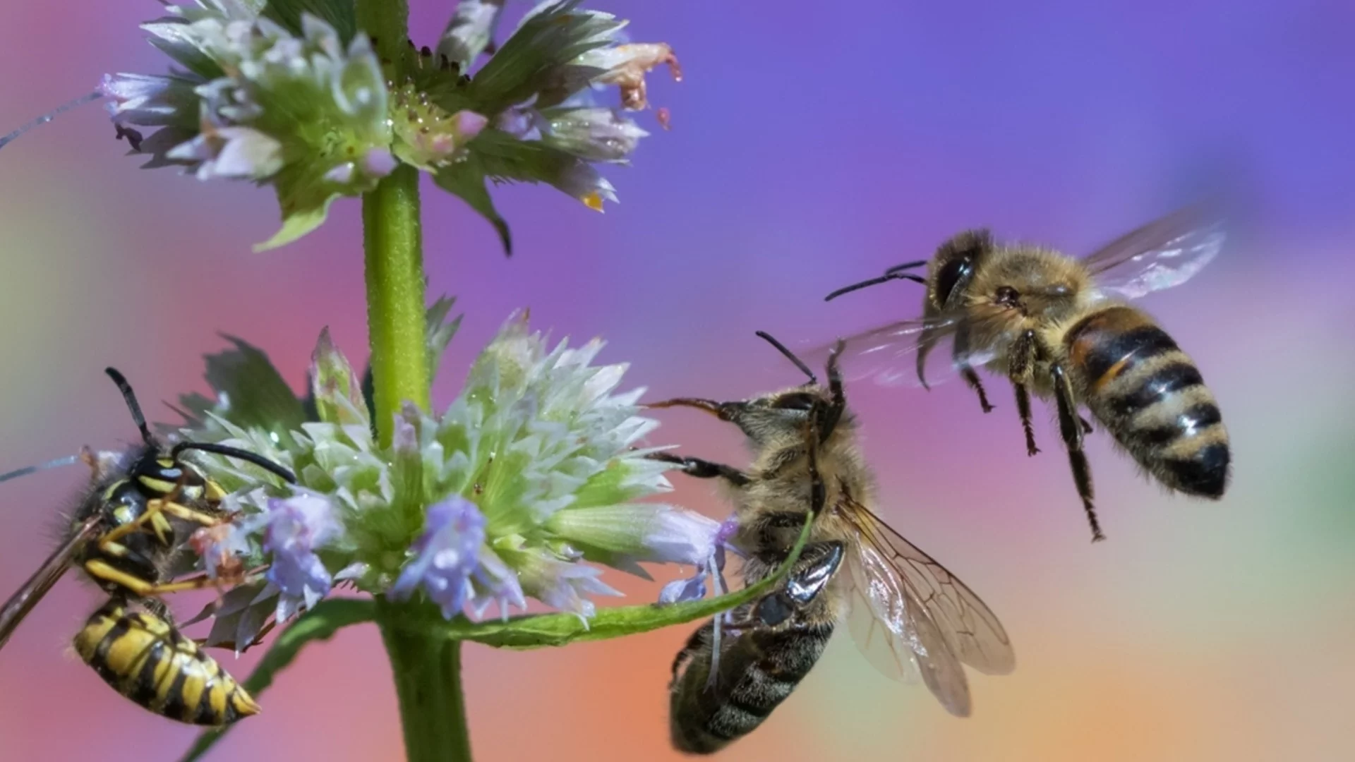 Първото място в двора ви, което да проверите за оси преди зимата  
