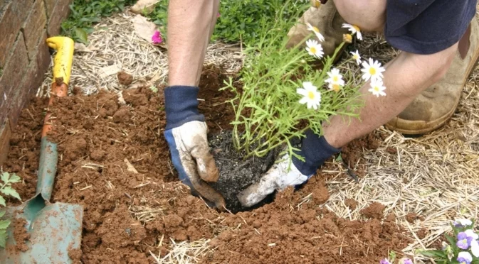 Зимоустойчива маргаритка, която трябва да засадите така 